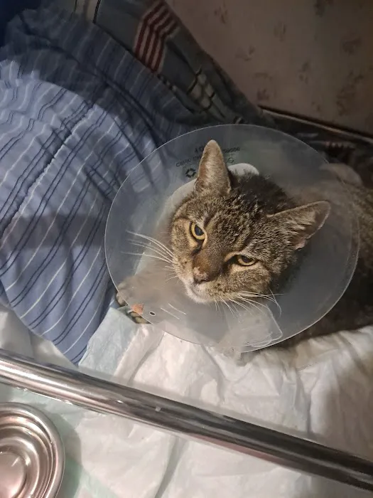 Waco Animal Emergency Clinic Picture 2