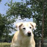 Waco Animal Emergency Clinic