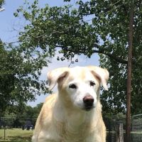 Waco Animal Emergency Clinic ico