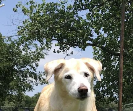 Waco Animal Emergency Clinic