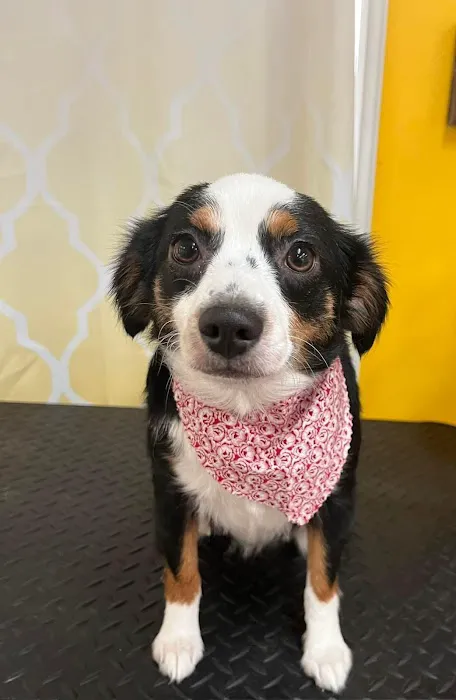 Waco Animal Emergency Clinic Picture 7