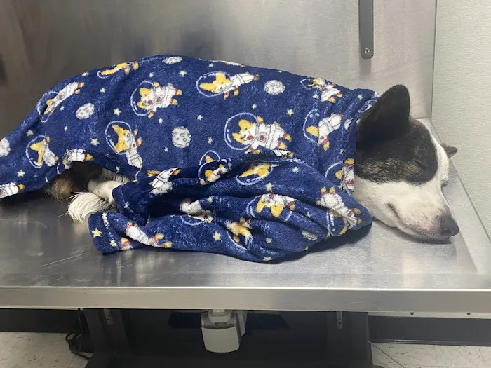 Waco Animal Emergency Clinic Picture 6