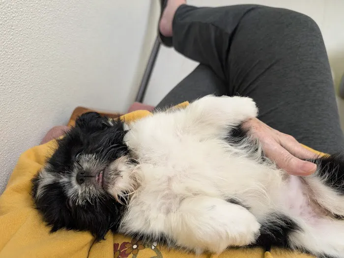 Companion Animal Clinic Picture 1