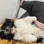 Companion Animal Clinic