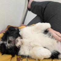 Companion Animal Clinic ico