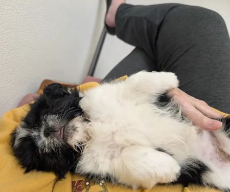 Companion Animal Clinic