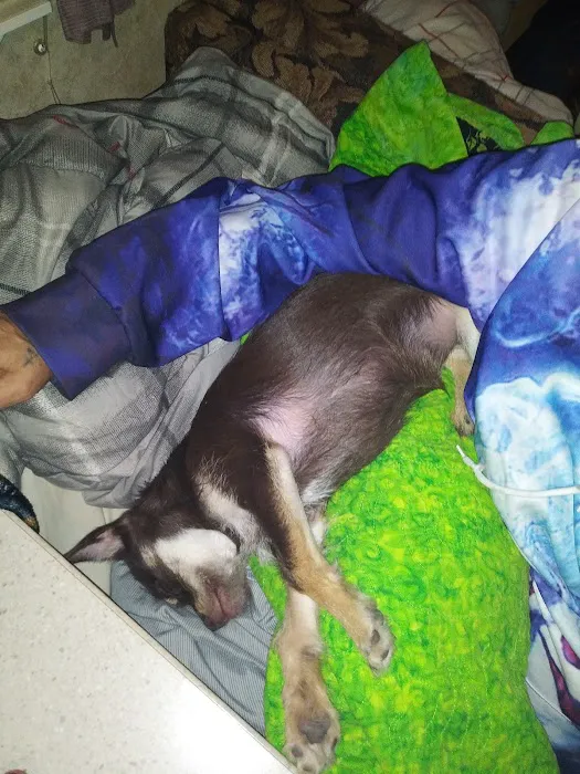 Mart Veterinary Clinic Picture 4