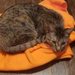 Banfield Pet Hospital