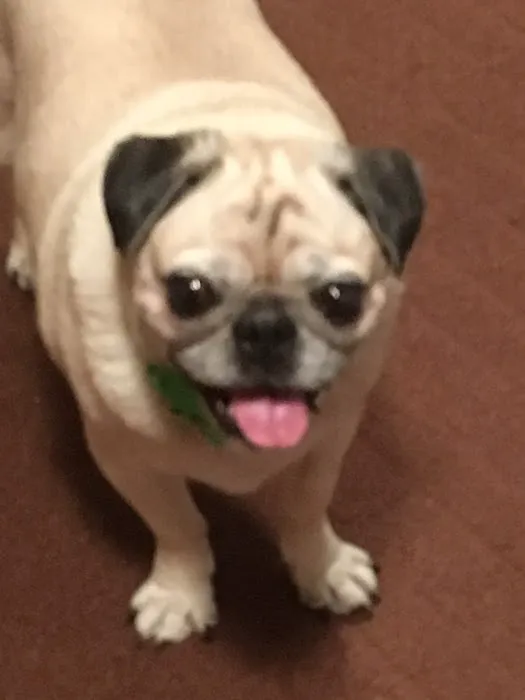 Banfield Pet Hospital Picture 8
