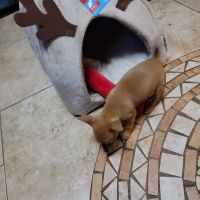 Lake Air Animal Hospital ico