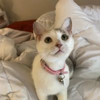Lake Air Animal Hospital ico