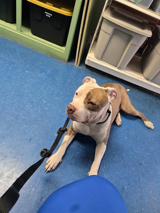 Lake Air Animal Hospital Picture 4
