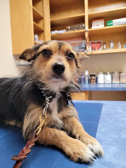 Cottonwood Creek Veterinary Hospital - Woodway Picture 5