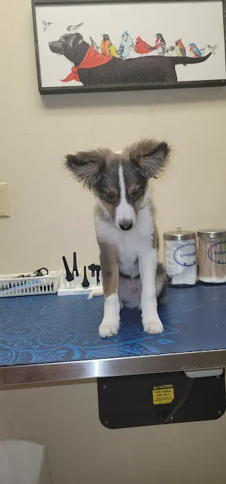 Cottonwood Creek Veterinary Hospital - Woodway Picture 9