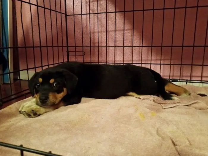 South Bosque Veterinary Clinic Picture 7