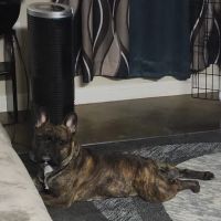 Hewitt Veterinary Hospital ico
