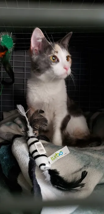Hewitt Veterinary Hospital Picture 5