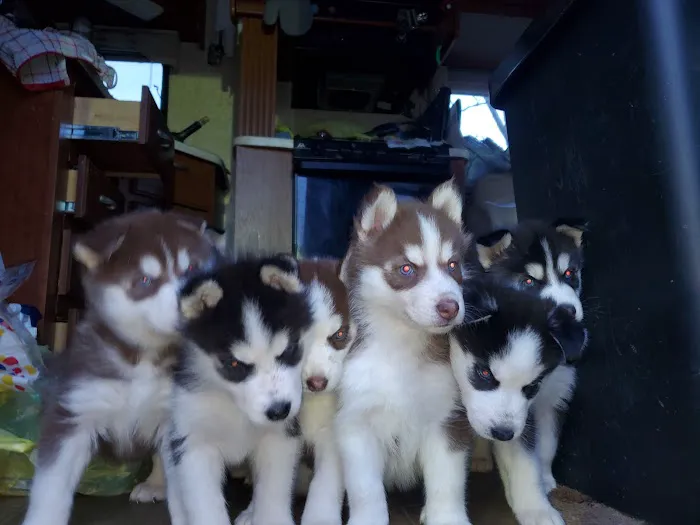 The Veterinary Clinic at Hico Picture 5