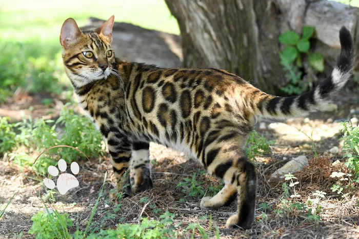 Chalk Mountain Family Farm Bengals Picture 3