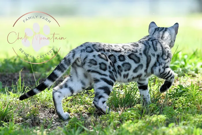 Chalk Mountain Family Farm Bengals Picture 2