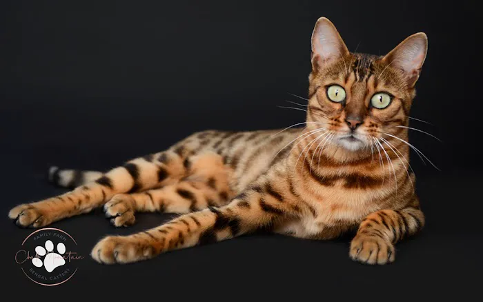 Chalk Mountain Family Farm Bengals Picture 4