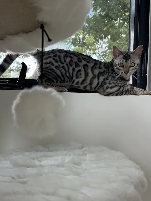 Chalk Mountain Family Farm Bengals Picture 1