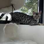 Chalk Mountain Family Farm Bengals