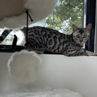 Chalk Mountain Family Farm Bengals ico