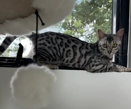 Chalk Mountain Family Farm Bengals