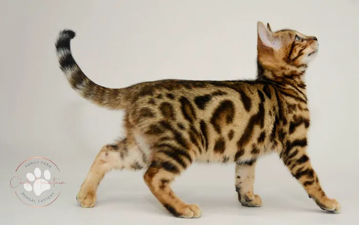 Chalk Mountain Family Farm Bengals Picture 8