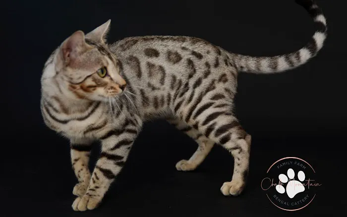 Chalk Mountain Family Farm Bengals Picture 6
