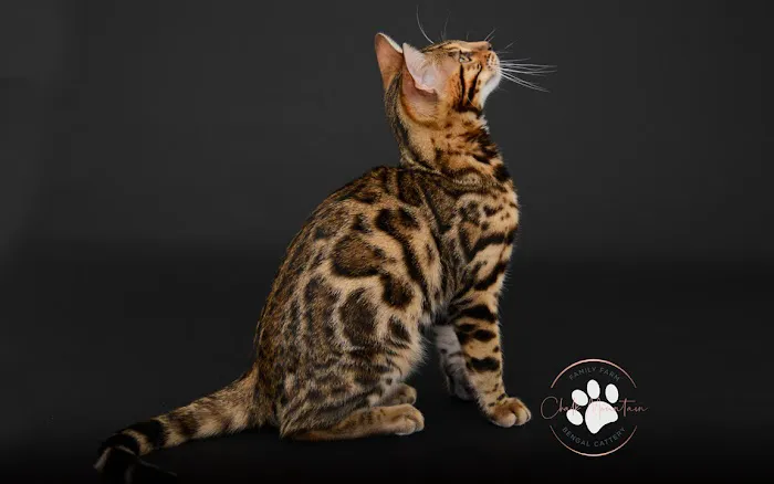 Chalk Mountain Family Farm Bengals Picture 9