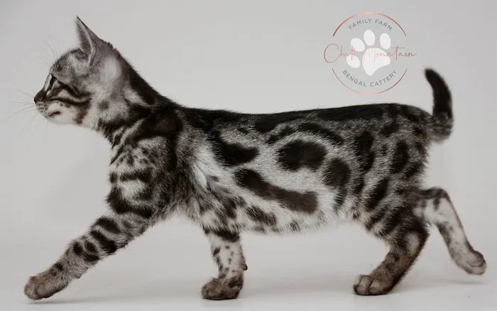 Chalk Mountain Family Farm Bengals Picture 7