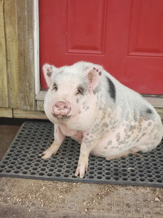 Bluff Dale Animal Hospital Picture 8