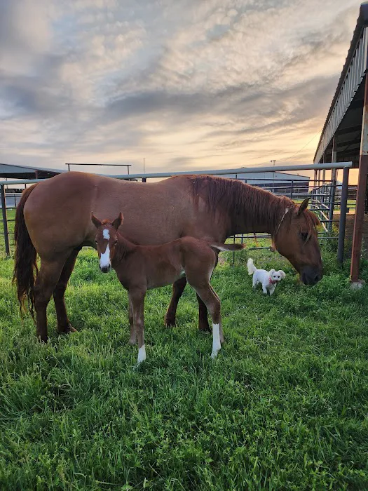 Champion Embryo Transfer Service Picture 1