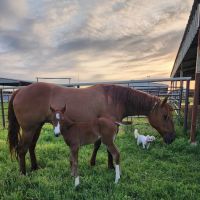 Champion Embryo Transfer Service ico