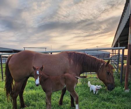 Champion Embryo Transfer Service