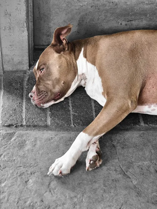 King Animal Clinic Picture 2