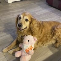 King Animal Clinic ico