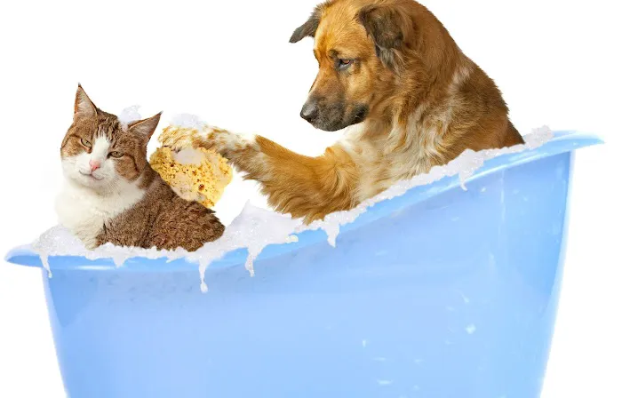 King Animal Clinic Picture 3