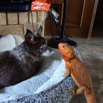 Cedar Creek Animal Hospital