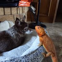 Cedar Creek Animal Hospital ico