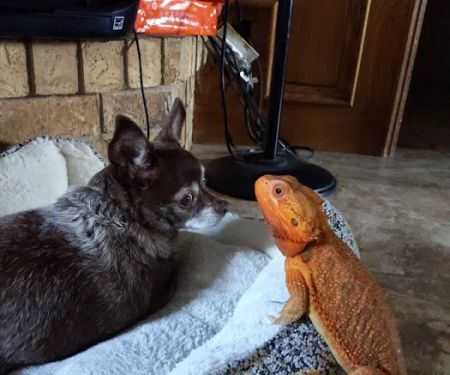 Cedar Creek Animal Hospital