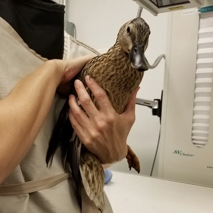 Cedar Creek Animal Hospital Picture 5