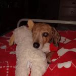 PetVet Vaccination Clinic