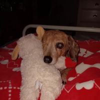 PetVet Vaccination Clinic ico