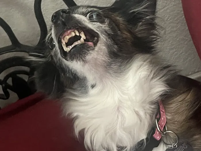 Banfield Pet Hospital Picture 1