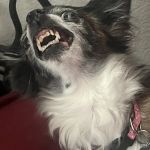 Banfield Pet Hospital
