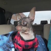 Animal Medical Center of McKinney ico