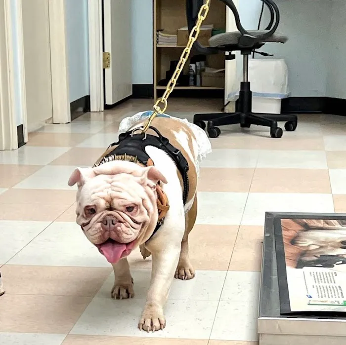 Cold Springs Animal Hospital Picture 8